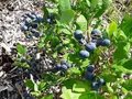holler-heidelbeeren.de in Hude (Oldenburg) holler-heidelbeeren.de in Hude (Oldenburg)